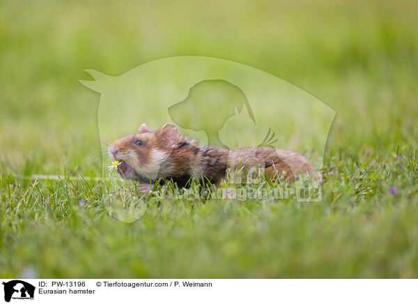Feldhamster / Eurasian hamster / PW-13196