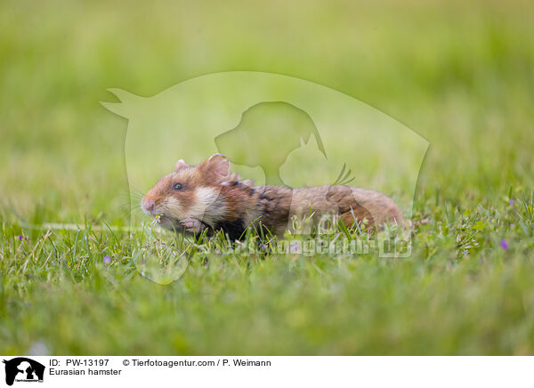 Feldhamster / Eurasian hamster / PW-13197