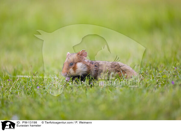 Feldhamster / Eurasian hamster / PW-13198
