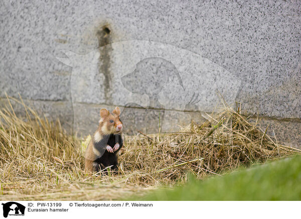 Feldhamster / Eurasian hamster / PW-13199