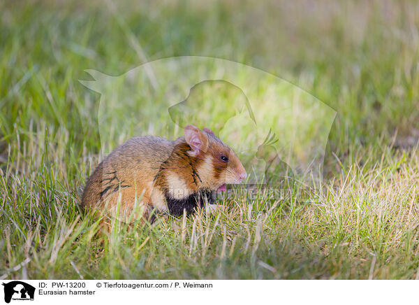 Feldhamster / Eurasian hamster / PW-13200