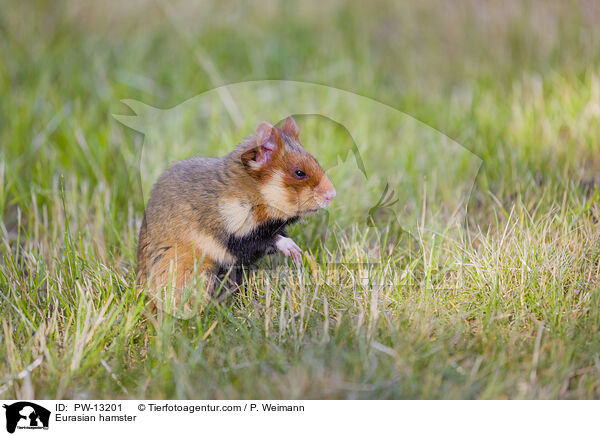 Eurasian hamster / PW-13201