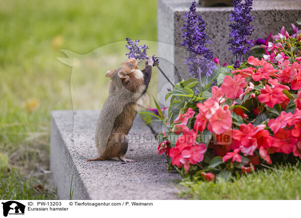 Feldhamster / Eurasian hamster / PW-13203