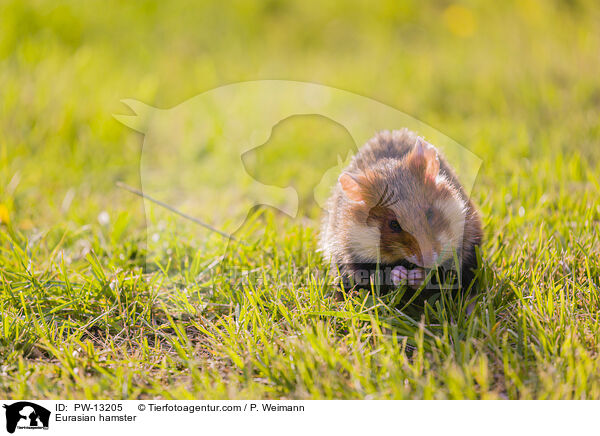 Feldhamster / Eurasian hamster / PW-13205
