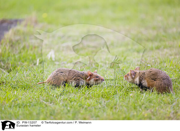 Feldhamster / Eurasian hamster / PW-13207