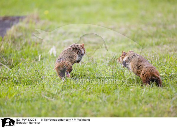 Feldhamster / Eurasian hamster / PW-13208