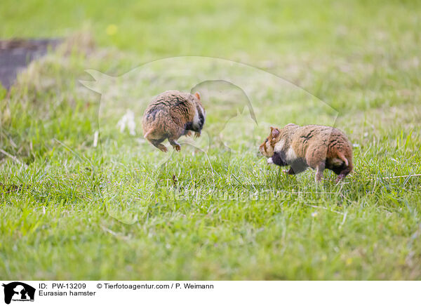Feldhamster / Eurasian hamster / PW-13209