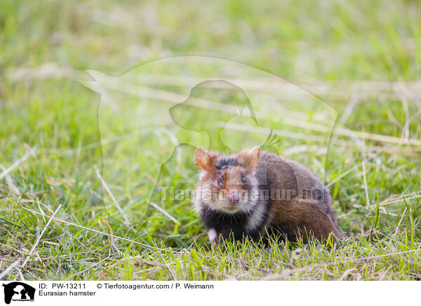 Feldhamster / Eurasian hamster / PW-13211