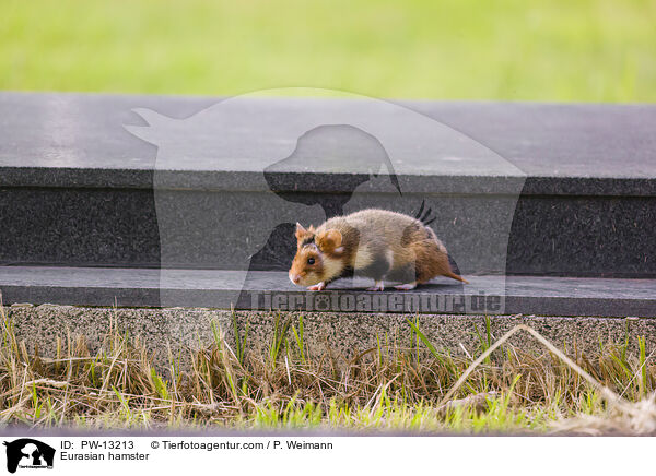 Feldhamster / Eurasian hamster / PW-13213