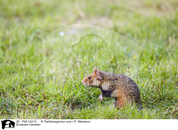 Eurasian hamster / PW-13214
