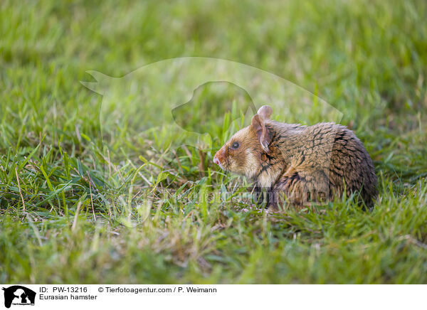 Feldhamster / Eurasian hamster / PW-13216