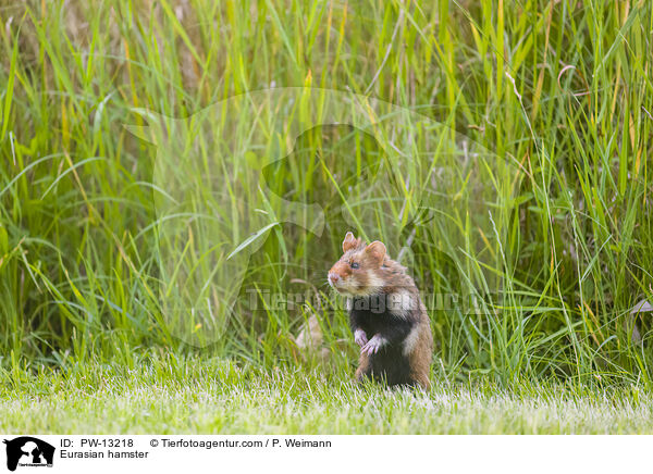 Feldhamster / Eurasian hamster / PW-13218