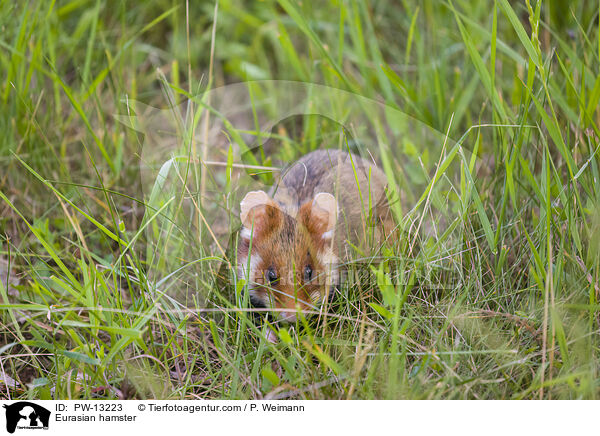 Feldhamster / Eurasian hamster / PW-13223