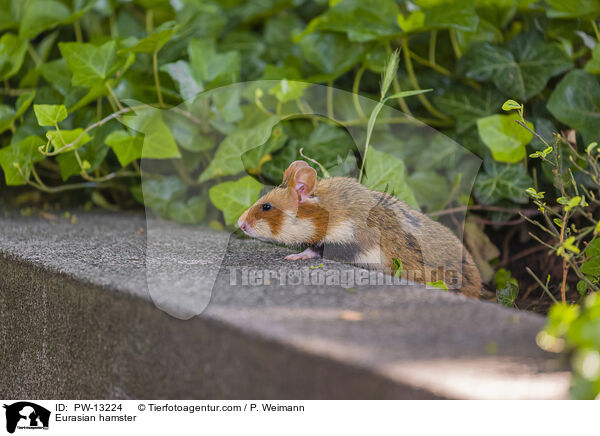 Feldhamster / Eurasian hamster / PW-13224