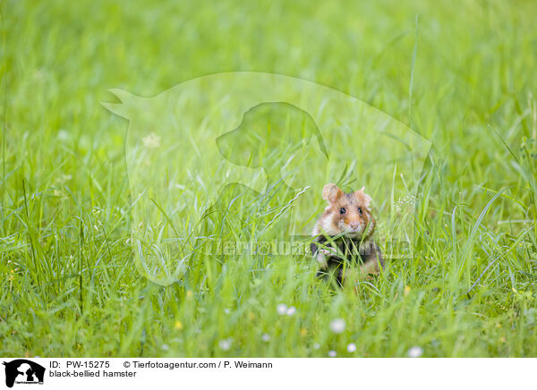 Feldhamster / black-bellied hamster / PW-15275