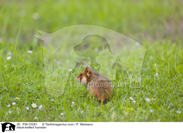Feldhamster / black-bellied hamster / PW-15281
