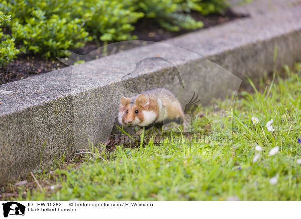 Feldhamster / black-bellied hamster / PW-15282