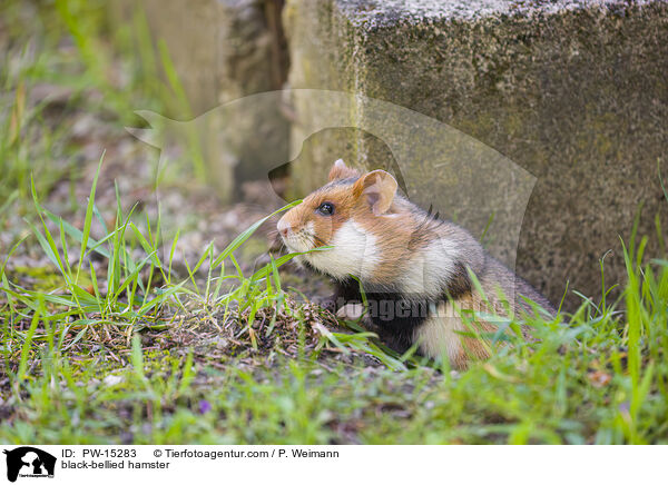 black-bellied hamster / PW-15283