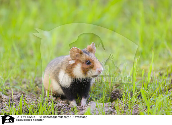 Feldhamster / black-bellied hamster / PW-15285
