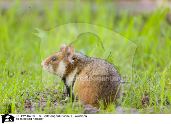 Feldhamster / black-bellied hamster / PW-15286