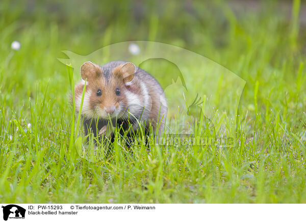 Feldhamster / black-bellied hamster / PW-15293
