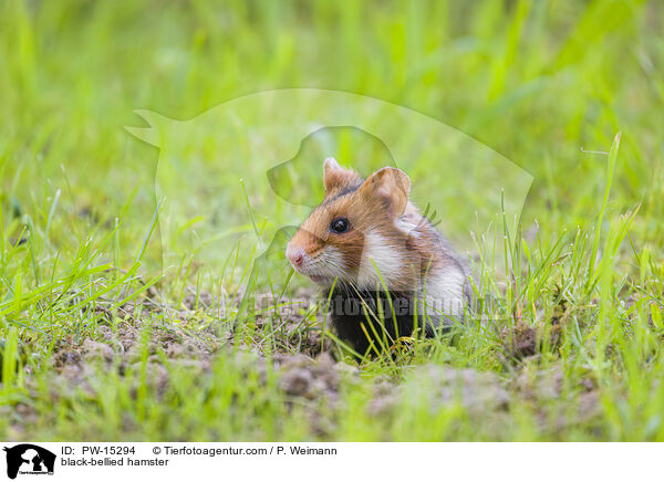 Feldhamster / black-bellied hamster / PW-15294