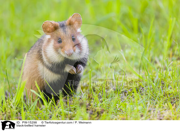 Feldhamster / black-bellied hamster / PW-15298