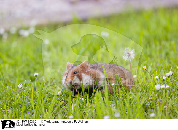 Feldhamster / black-bellied hamster / PW-15300