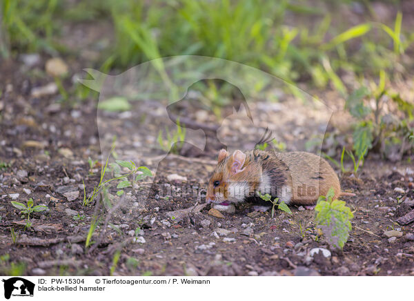 Feldhamster / black-bellied hamster / PW-15304