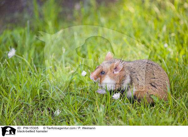 Feldhamster / black-bellied hamster / PW-15305