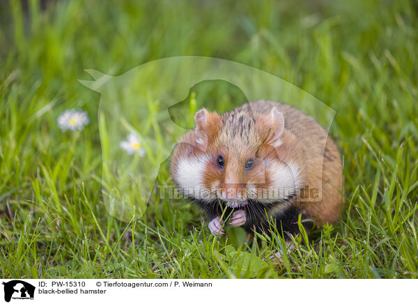 Feldhamster / black-bellied hamster / PW-15310