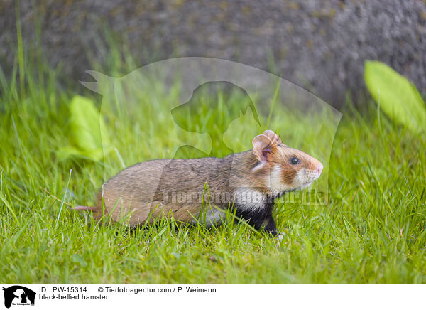 Feldhamster / black-bellied hamster / PW-15314