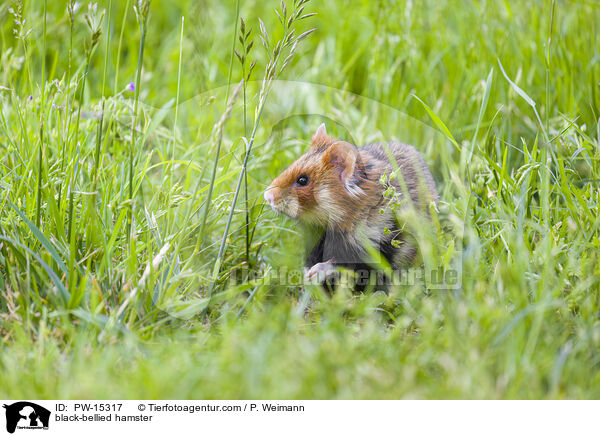 Feldhamster / black-bellied hamster / PW-15317