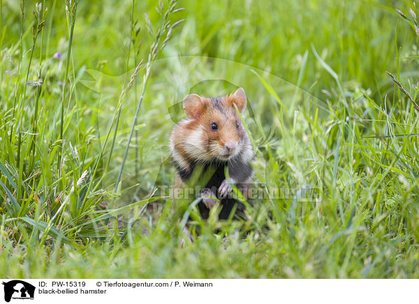 Feldhamster / black-bellied hamster / PW-15319