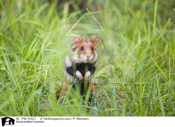 Feldhamster / black-bellied hamster / PW-15321