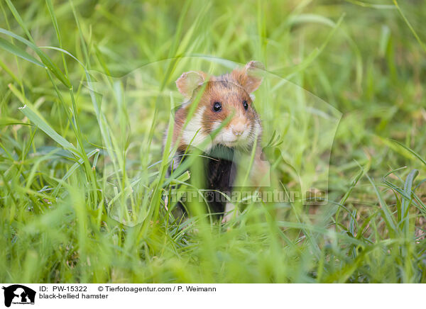 Feldhamster / black-bellied hamster / PW-15322