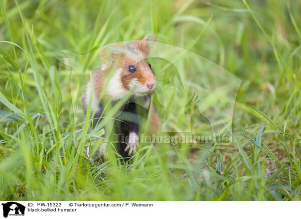 Feldhamster / black-bellied hamster / PW-15323