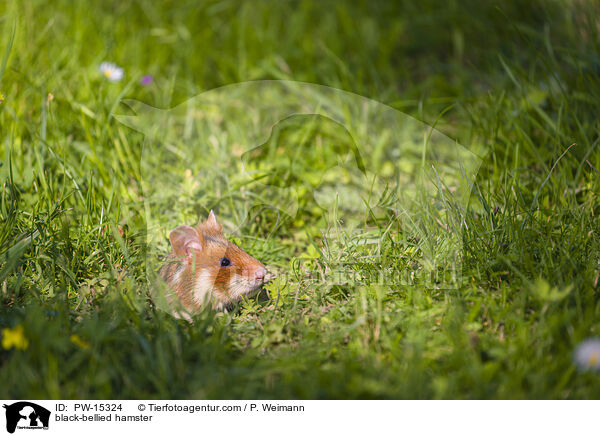 Feldhamster / black-bellied hamster / PW-15324