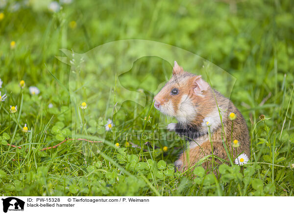 Feldhamster / black-bellied hamster / PW-15328