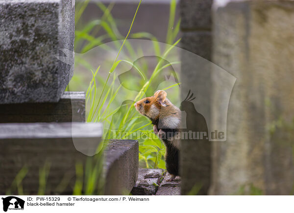black-bellied hamster / PW-15329