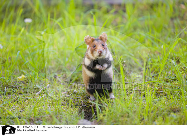 Feldhamster / black-bellied hamster / PW-15331