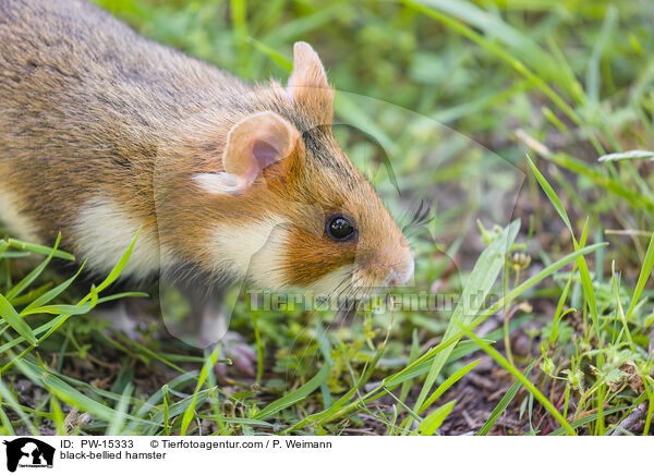 black-bellied hamster / PW-15333
