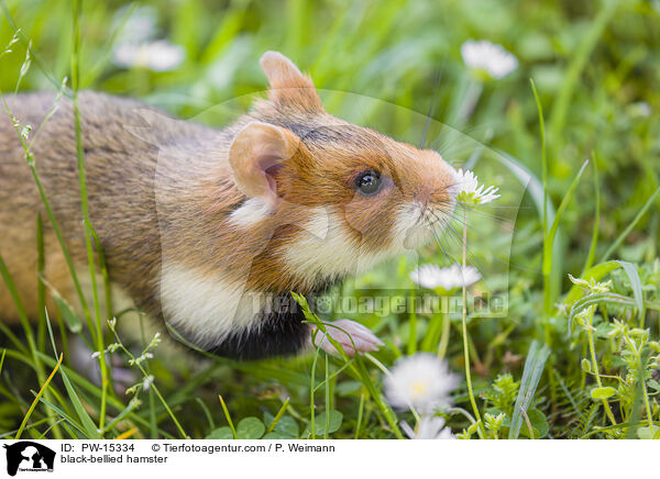 Feldhamster / black-bellied hamster / PW-15334