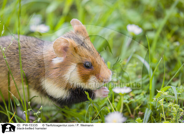 Feldhamster / black-bellied hamster / PW-15335