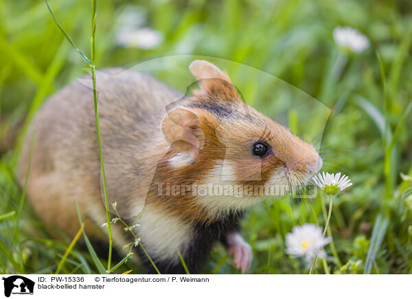 Feldhamster / black-bellied hamster / PW-15336