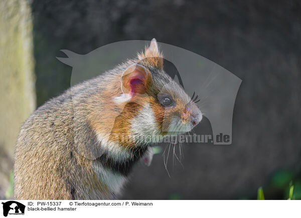 Feldhamster / black-bellied hamster / PW-15337