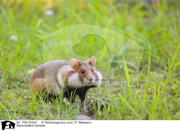 Feldhamster / black-bellied hamster / PW-15343
