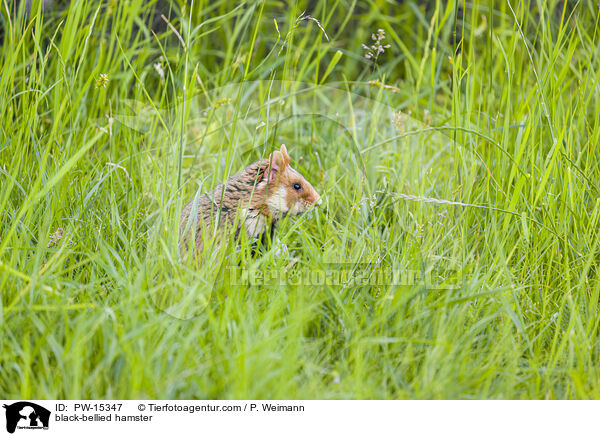 Feldhamster / black-bellied hamster / PW-15347