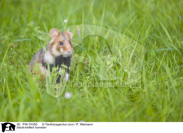 black-bellied hamster / PW-15350