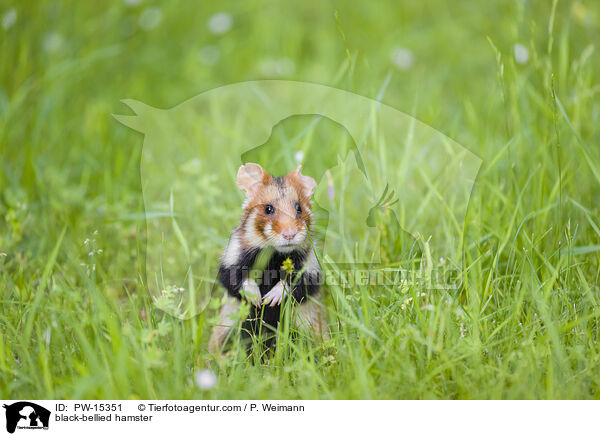 black-bellied hamster / PW-15351